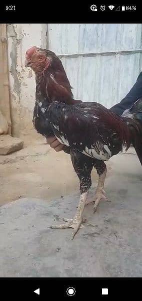 qandary perot beack breeder murgha available