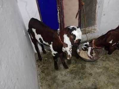 Nagra dasi bakra