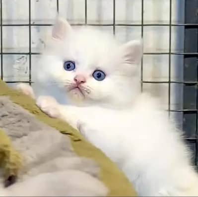 Persian female kitten for sale WhatsApp number 0349_5998171