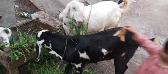  بکرے فروخت کے لیے دستیاب ہیں  urgent sale