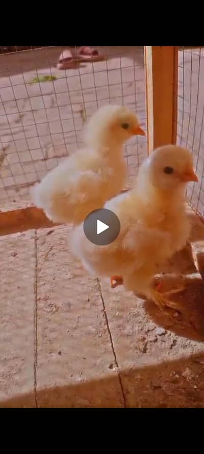 all kind of exotic pets such as tratula suger glider etc available