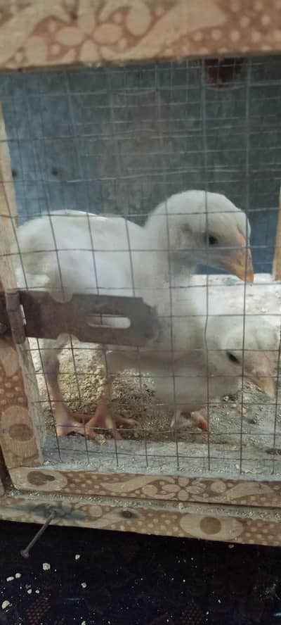 paper white aseel chicks are for sale
