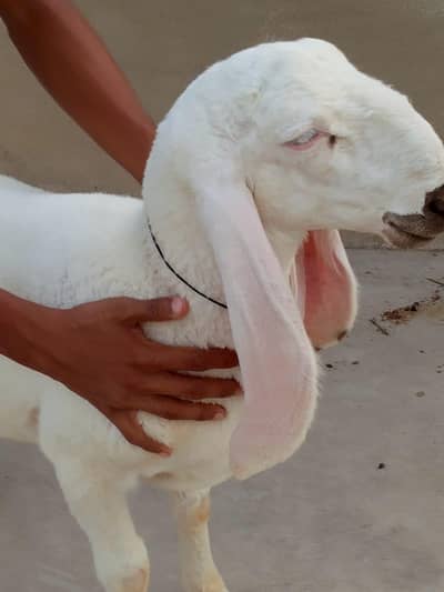 LARKANA MALE DUMBA PAIR