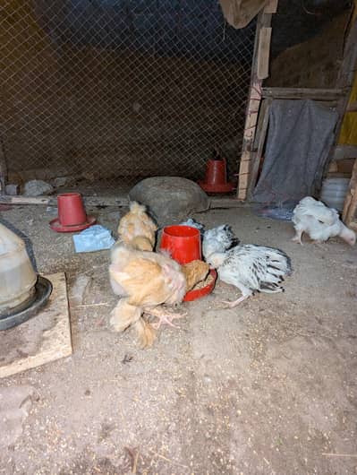 Golden Heavy Pair + 4 Light X Chicks (7 Weeks Old) – Healthy & Active