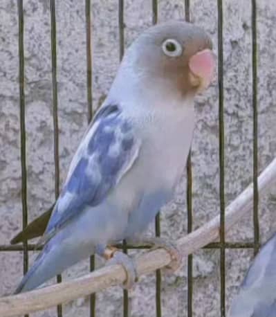 Breeder Female Lovebird For Sale | Healthy & Active