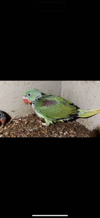 Parrots | Green Parrots | Raw Parrots | Chicks | Raw Chicks  For Sale