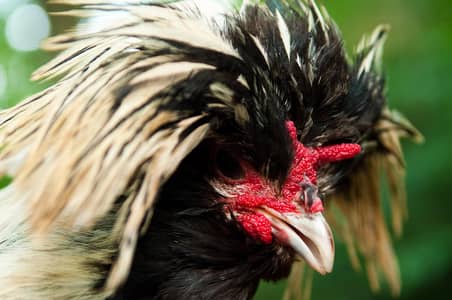 polish chicks available