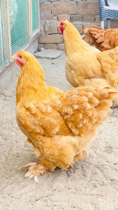GOLDEN HEAVY BUFF  TOP Quality HEN