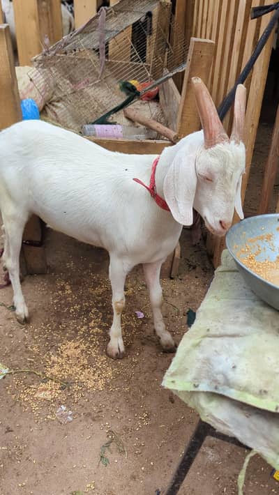 2 danth hydrabadi tapra  khassi