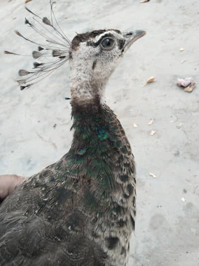 Female Peacock