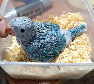 Grey Blue lacewing white all color available