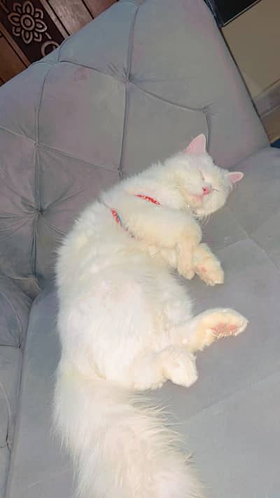 Male persian cat for sale