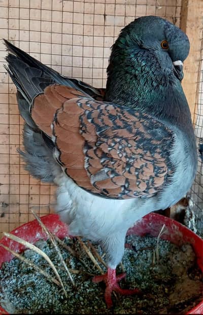 US modena king Top Quality Breeder pair and single peice available