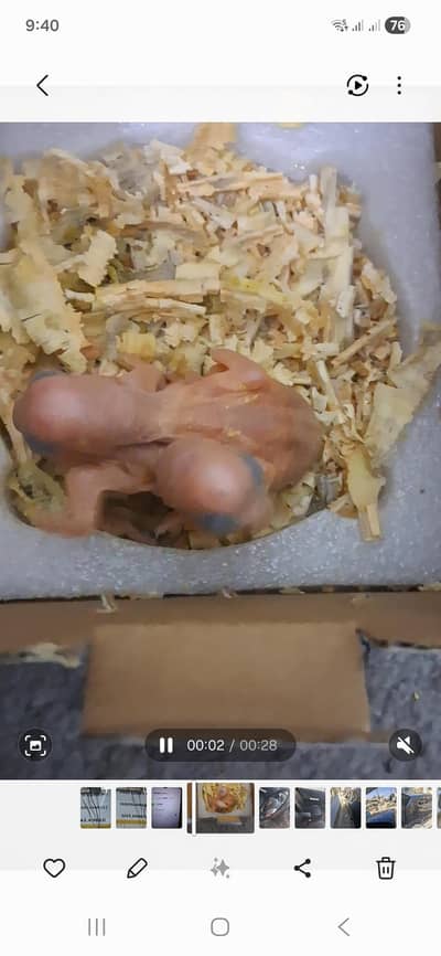 Kashmiri Raw Parrots Baby