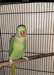 Pahari parrot raw parrot Alexander parrot look like female