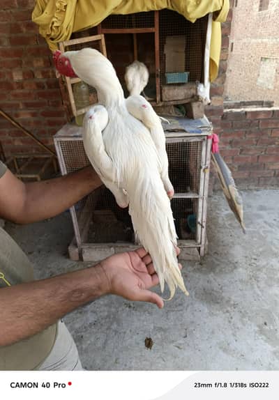 heera male femail cork female