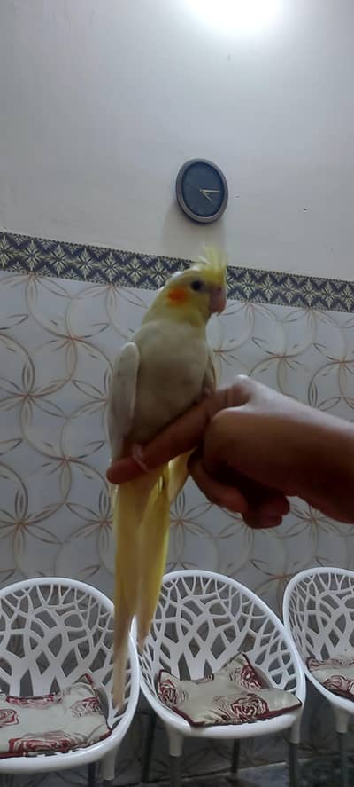 hand tame common  white cokateil