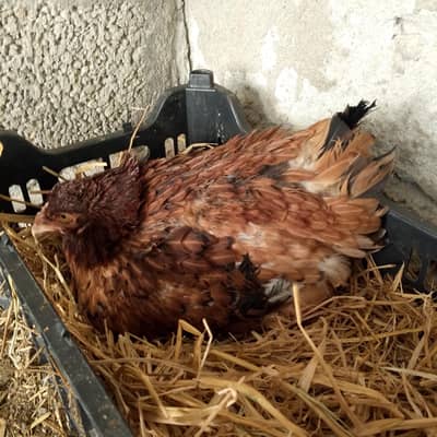 Aseel kurak Hen for sale Urgent sale, serious buyer contact only
