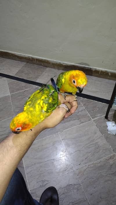 Sun conure age 7 months