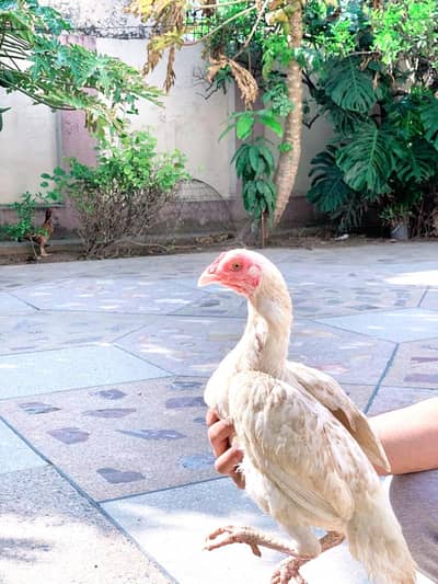 pure heeri madi for sale