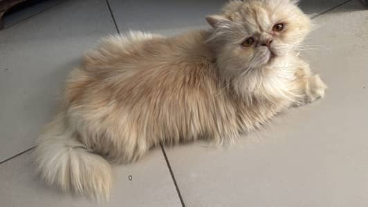 Persian piki face female cat