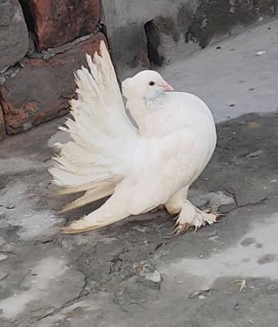 fancy lucky for sale urgent.