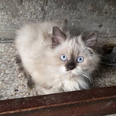 semi punch cute tripple coat persian