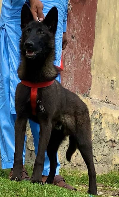 baljim Millinose male full train