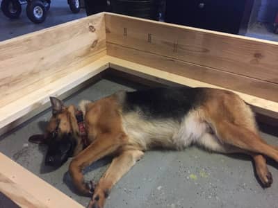 Premium Whelping Box for German Shepherd, Labrador, Rottweiler