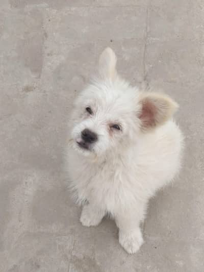 American poodle. (exchange possible with male German shepherd)