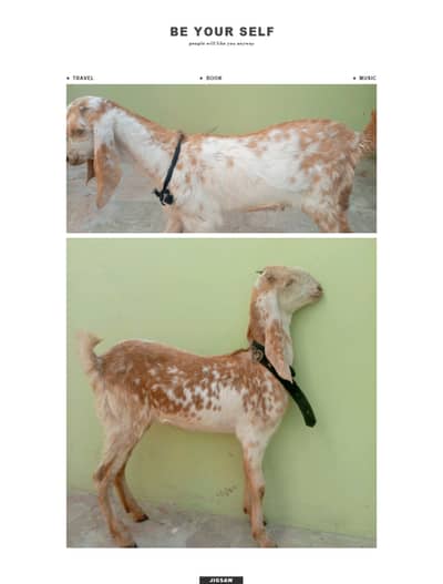 Makha cheni bakri Aur Bakra for Sell | Contact: 03132553189