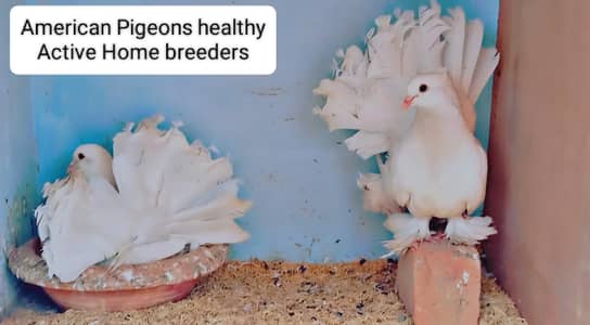 Breeder American Pigeons For Sale
