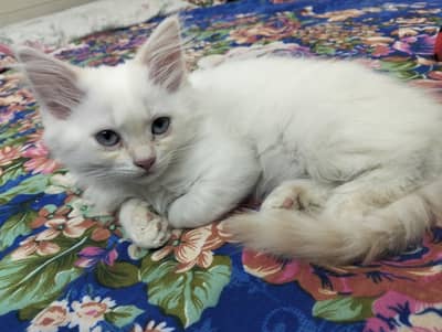 Persian female cat  triple coated