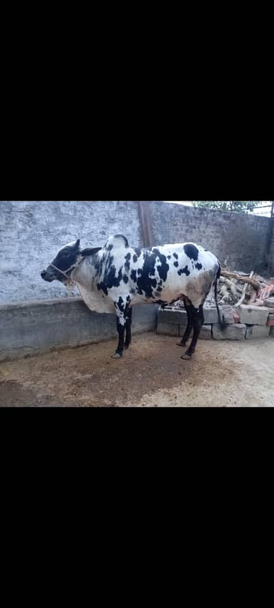 Desi bull vacha for Qurbani 2026