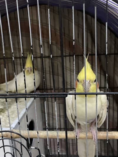 Cocktail pair for sale