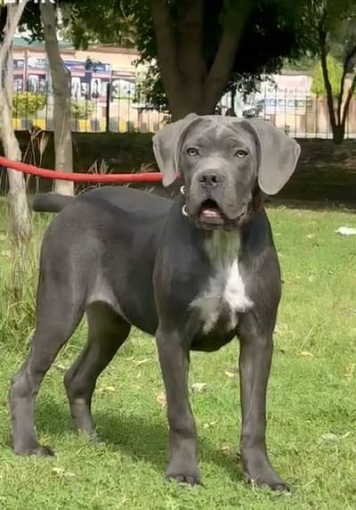 IMPORTED CANE CORSO PUPPIES