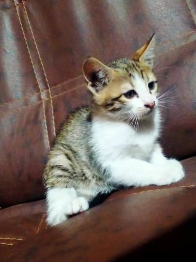 Kitten Pair For Adoption