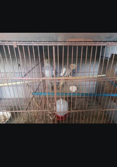 cocktail grey pair full healthhy and active pair