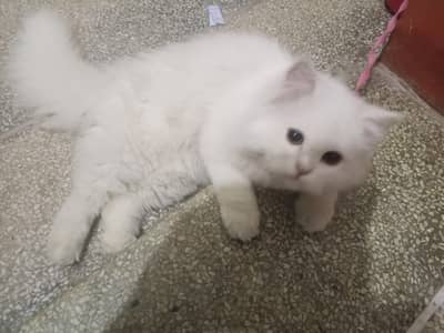 PERSIAN CAT KITTEN MALE TRIPLE COATED
