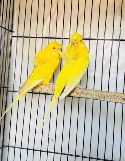 Latino Hogoromo Breeder Pair with eggs