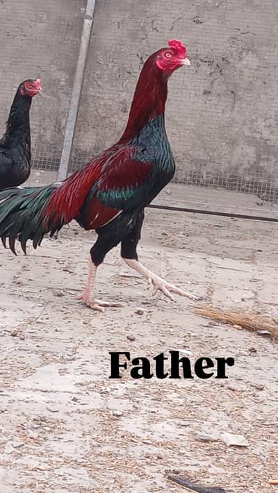 lakha Aseel Chick's and Australorp  /03224728433