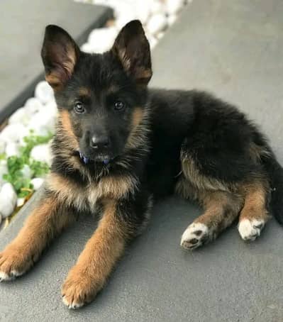 German Shepherd for urgent sale age 90 Din 0344=049=7628