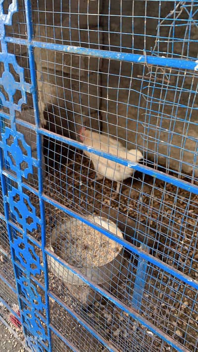 Daily eggs 7 to 6 and total female 12 and 1 male