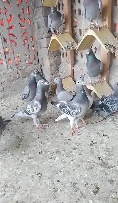 Qasad pigeons for sale d