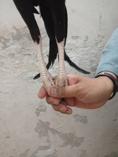 2 brother aseel urgent for sell