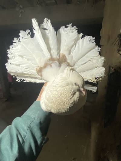 AMERICAN CROSS BREEDER FEMALE  FORSALE 03115733578 call or WhatsApp