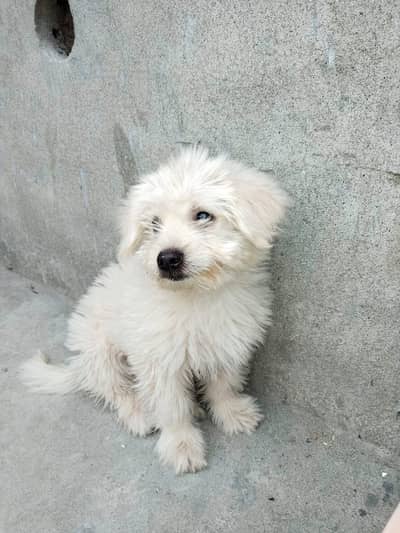 All breed  available and cargo all over Pakistan