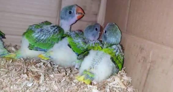 5 pieces raw parrot for sale