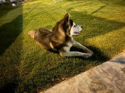 blue eyes vaccinatied pup
