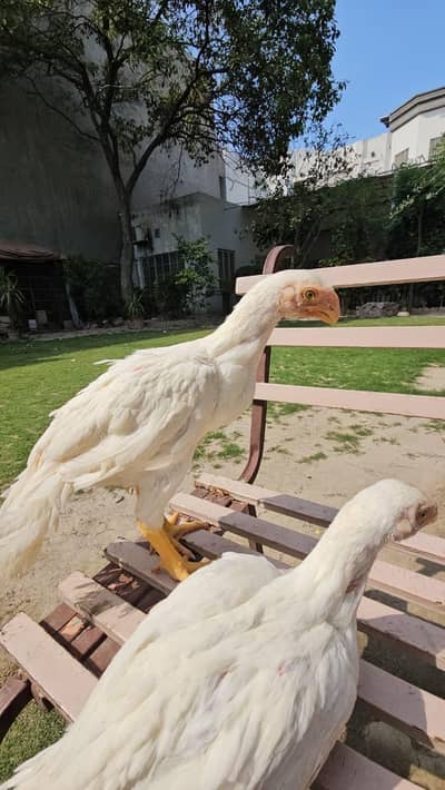 Parrot beak chicks | Coin Head Tampered